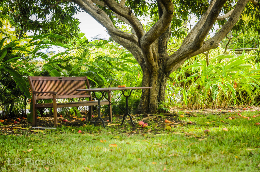 Villa Guadeloupe jardin